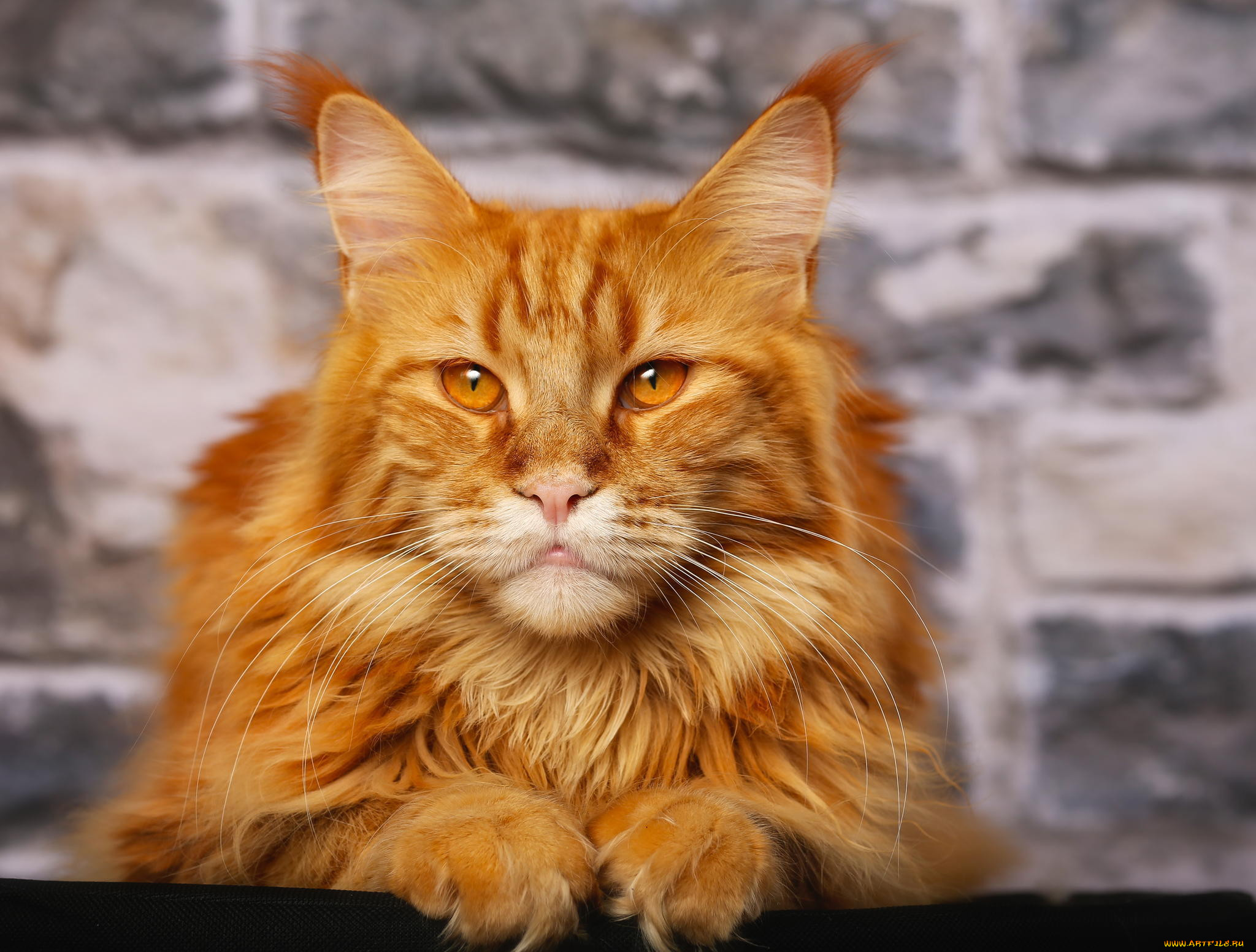 , , , , , orange, purebred, main, coone